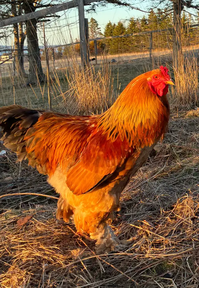 Brahma Roosters - Photo 4