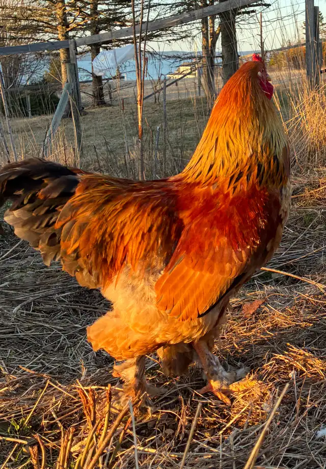 Brahma Roosters - Photo 5
