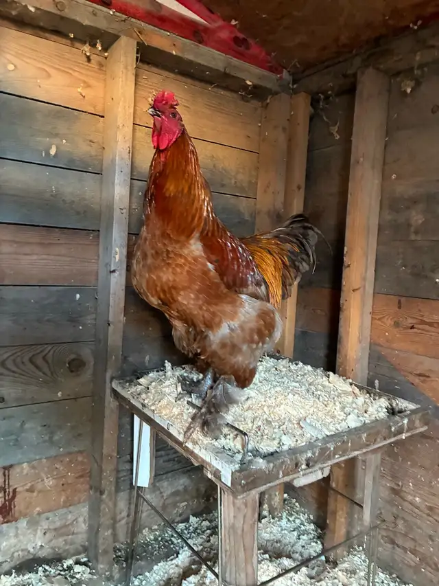 Brahma Roosters - Photo 6