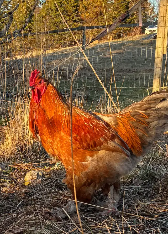 Brahma Roosters - Photo 7