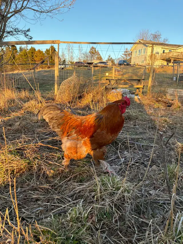 Brahma Roosters - Photo 8