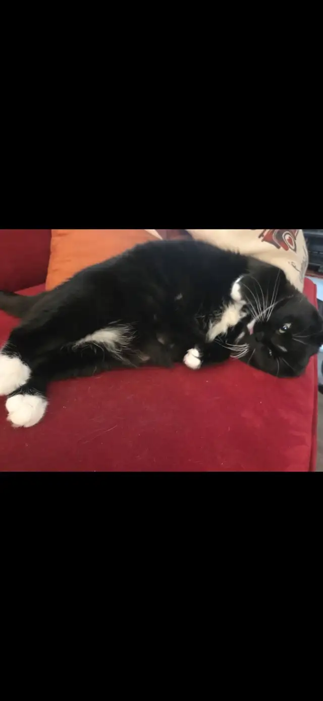 kitty available - Photo 2