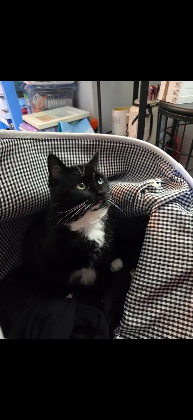 kitty available - Photo 3