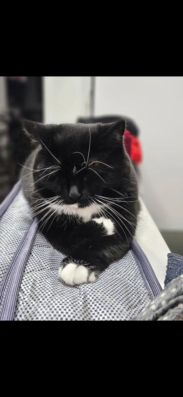 kitty available - Photo 4