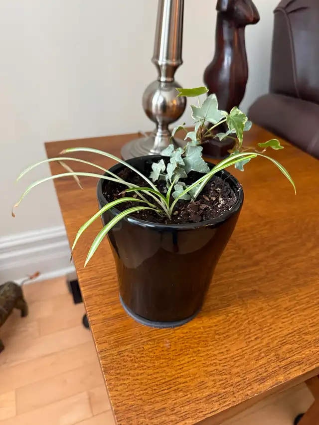 Black Ceramic potted Plant