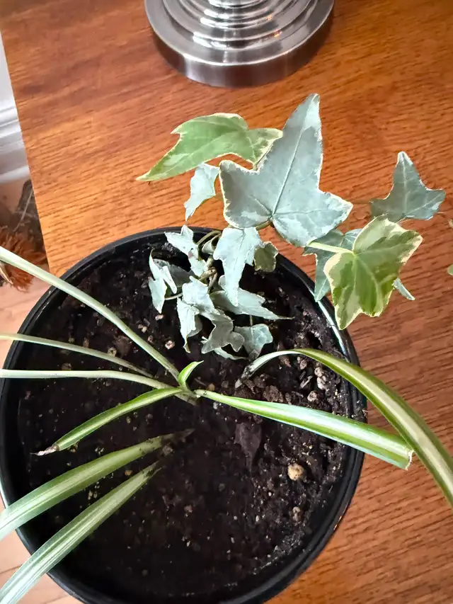 Black Ceramic potted Plant - Photo 2