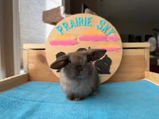 Holland Lop Bunnies