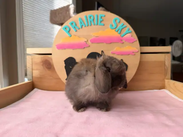 Holland Lop Bunnies - Photo 2