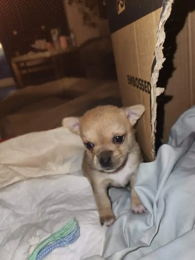 Tiny applehead Chihuahua male puppy