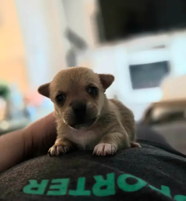 Tiny applehead Chihuahua male puppy - Photo 2