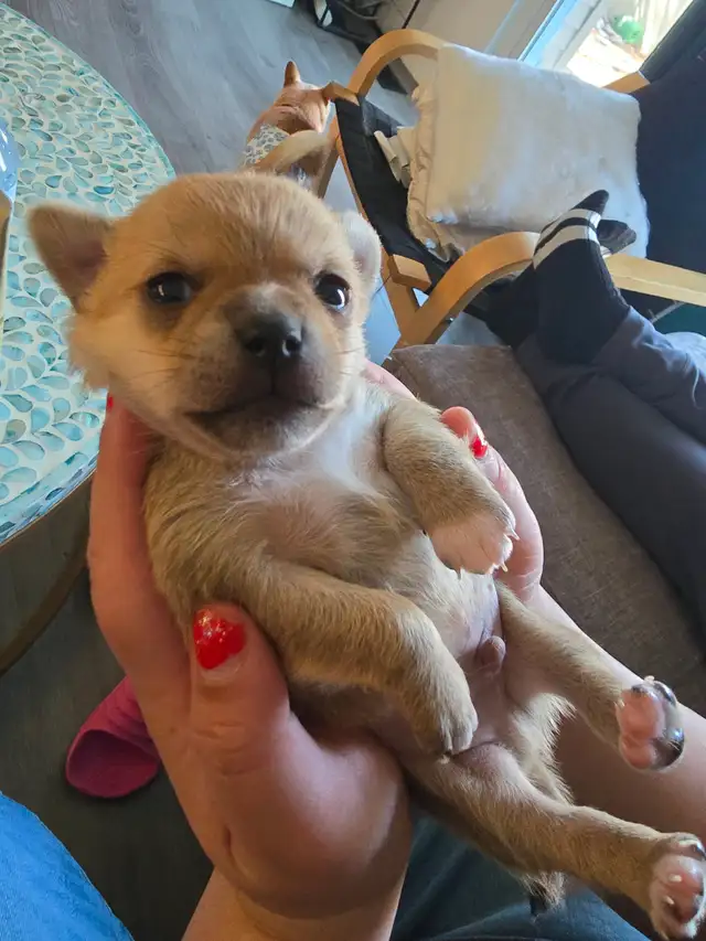 Tiny applehead Chihuahua male puppy - Photo 3