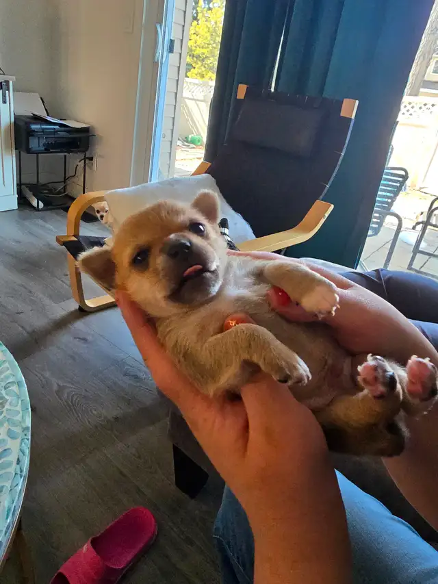 Tiny applehead Chihuahua male puppy - Photo 4