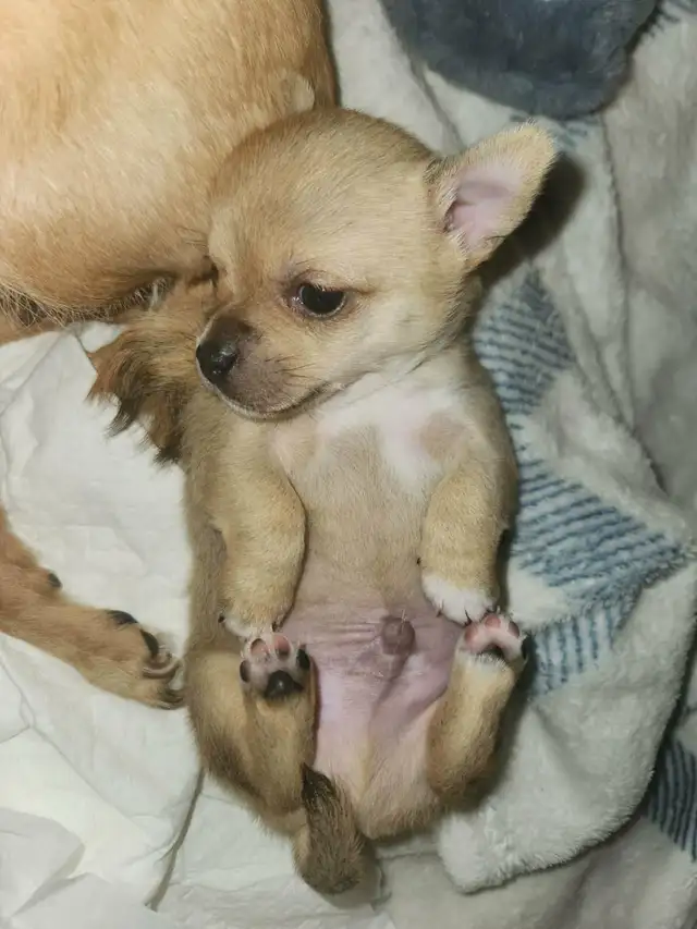 Tiny applehead Chihuahua male puppy - Photo 5