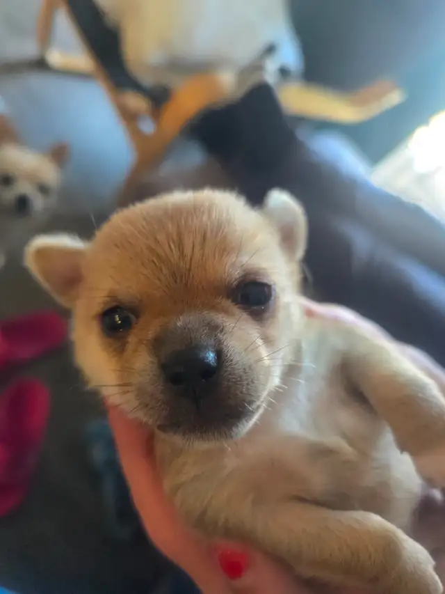 Tiny applehead Chihuahua male puppy - Photo 6