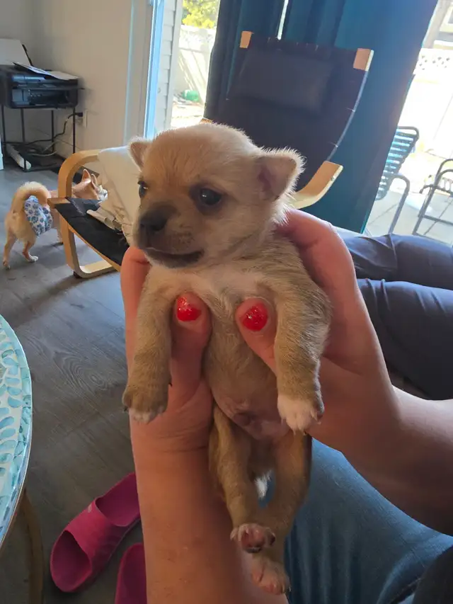 Tiny applehead Chihuahua male puppy - Photo 7