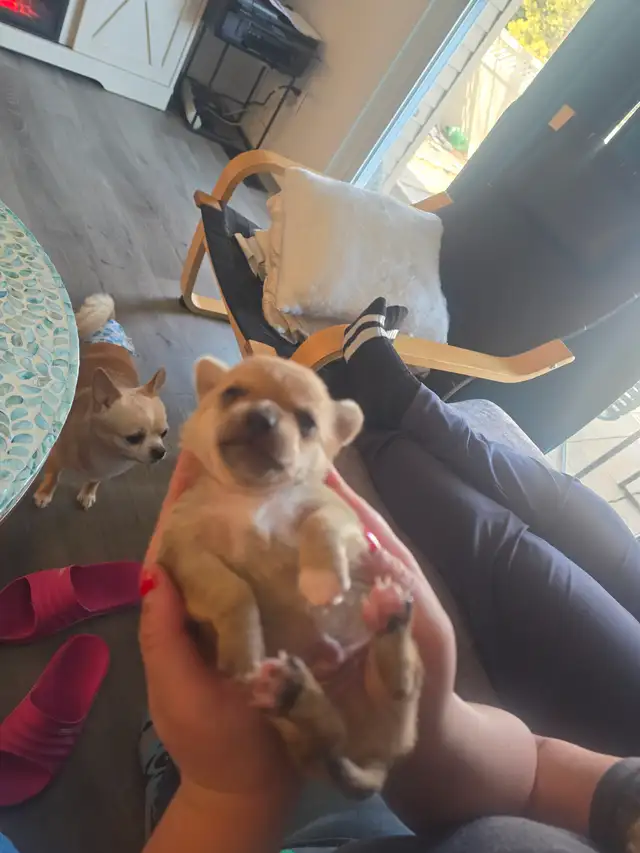 Tiny applehead Chihuahua male puppy - Photo 8