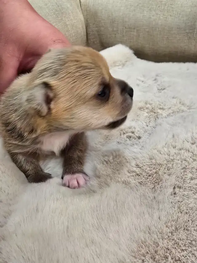 Tiny applehead Chihuahua male puppy - Photo 9