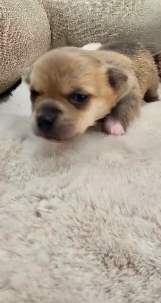 Tiny applehead Chihuahua male puppy - Photo 10