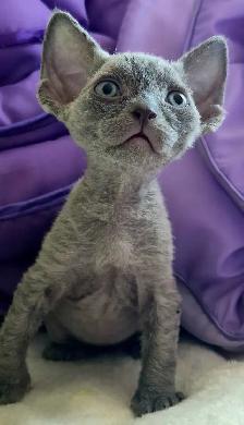 Devon-Rex