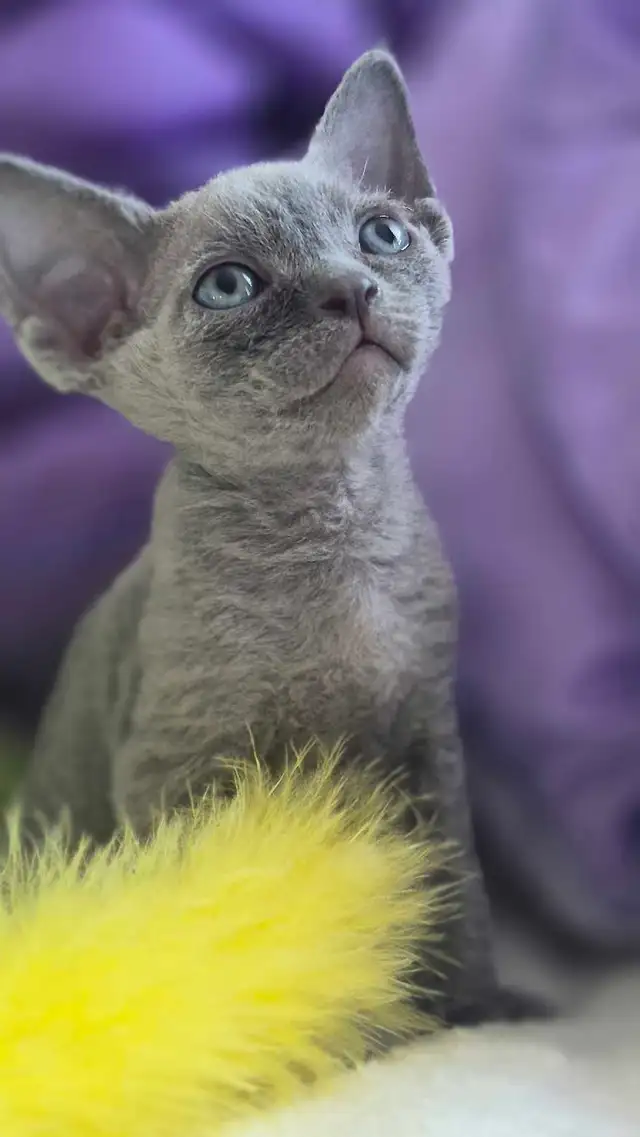 Devon-Rex - Photo 4