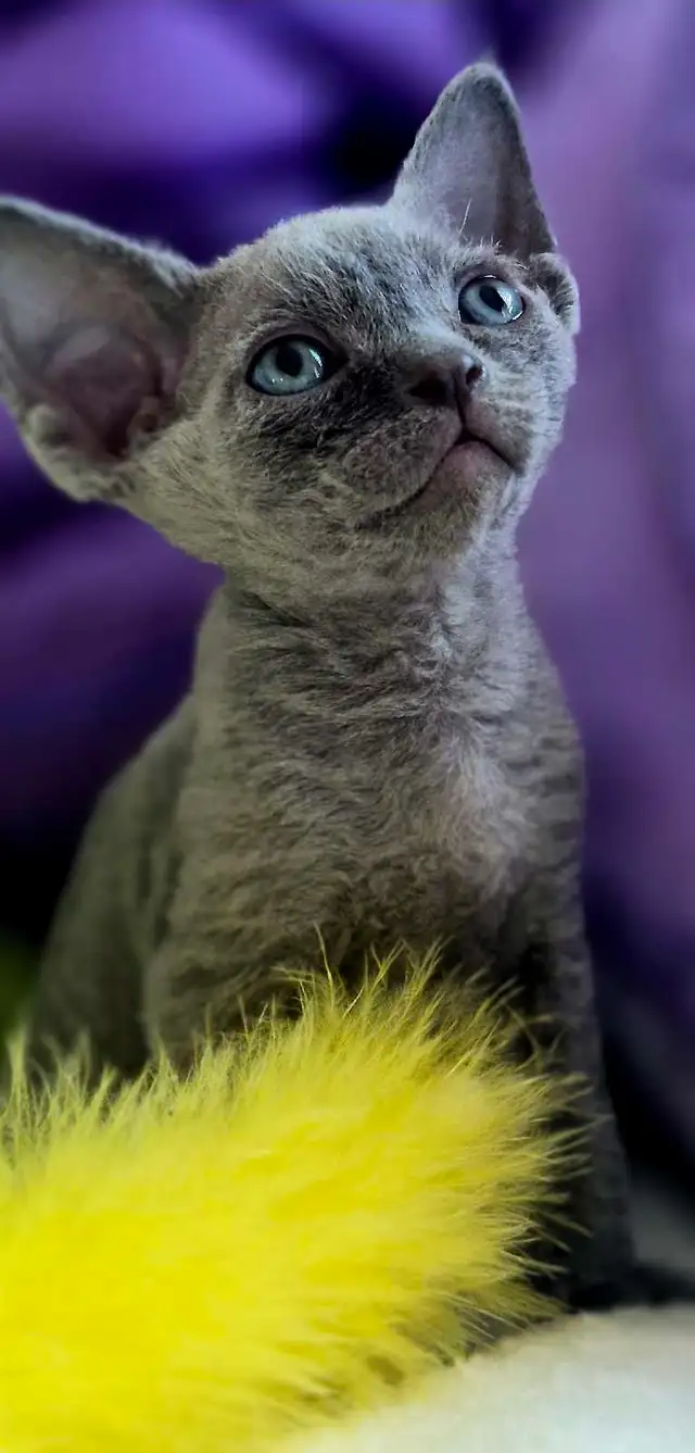 Devon-Rex - Photo 5