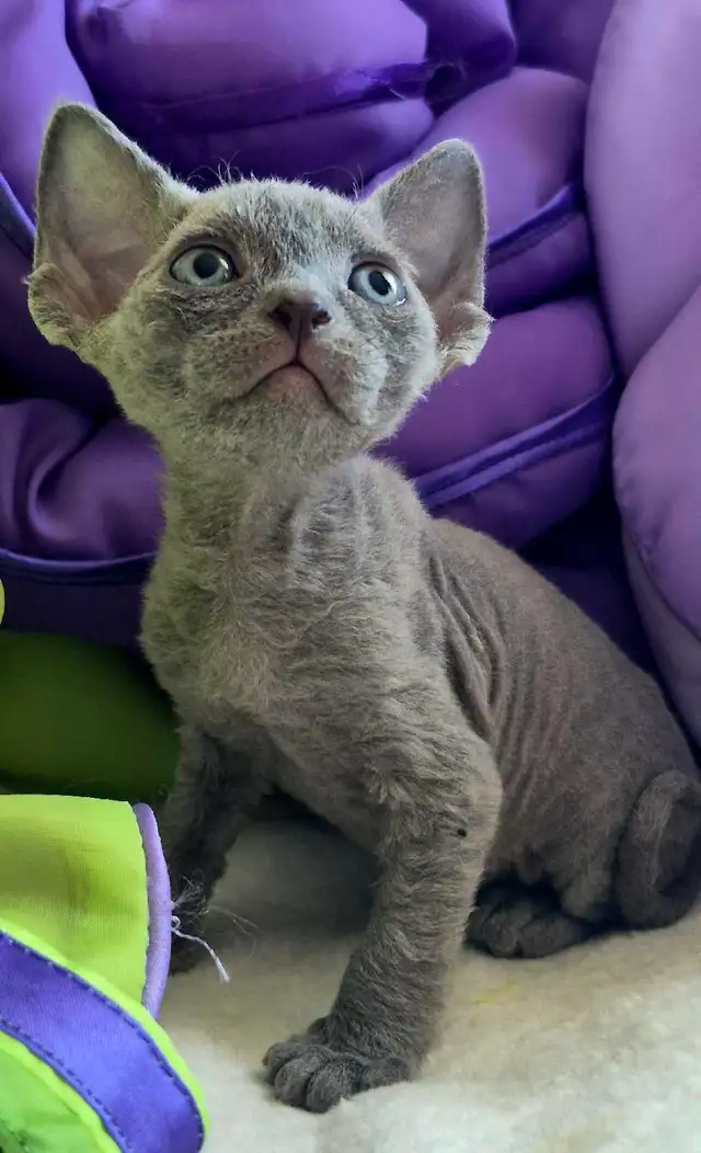 Devon-Rex - Photo 10