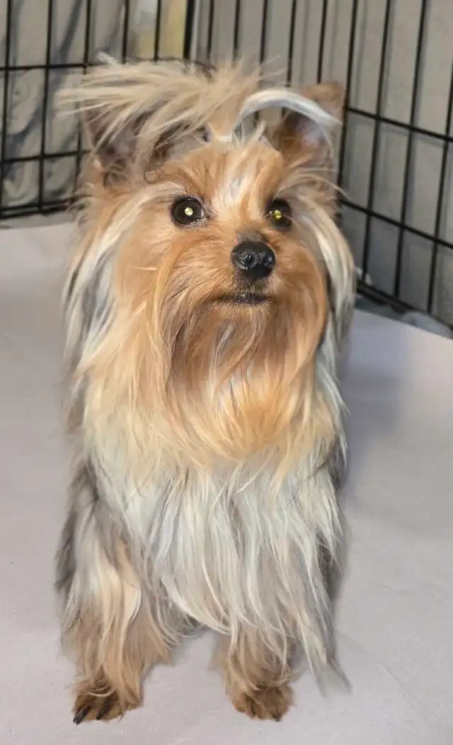 stunning very small Yorkie girl!