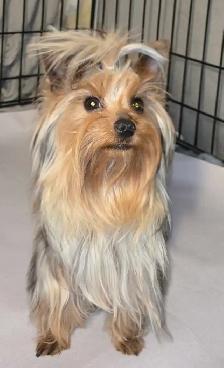 stunning very small Yorkie girl!