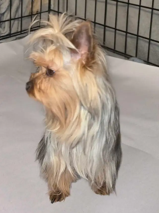 stunning very small Yorkie girl! - Photo 2