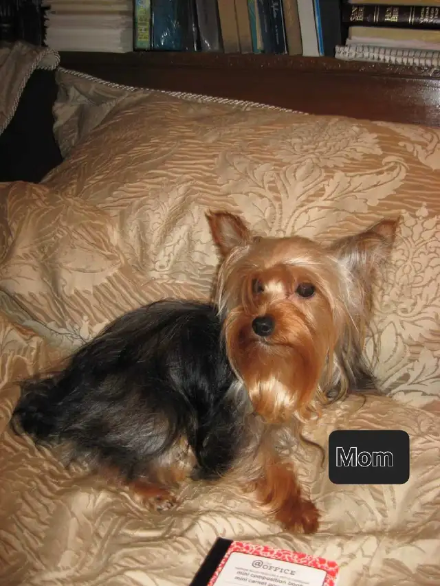 stunning very small Yorkie girl! - Photo 5