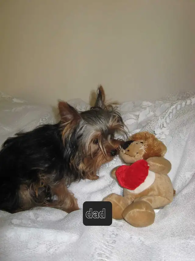 stunning very small Yorkie girl! - Photo 6