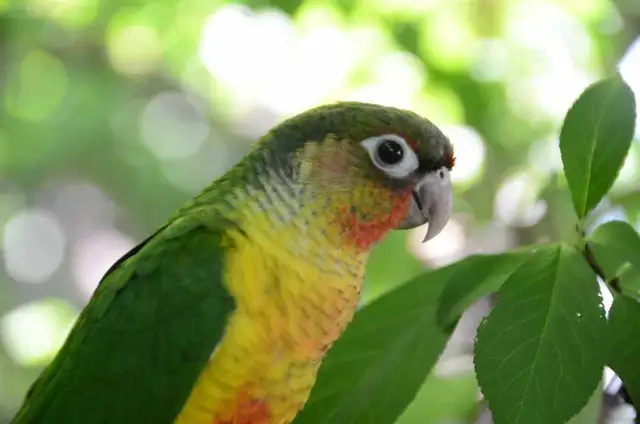 Conures Soleil
