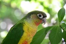 Conures Soleil