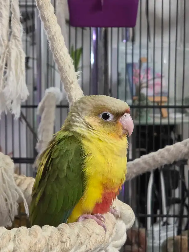 Conures Soleil - Photo 2