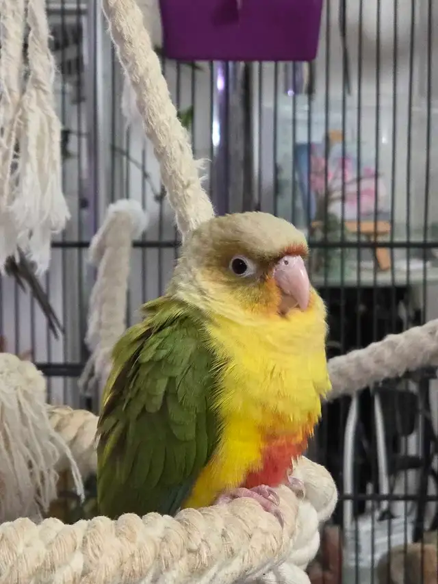 Conures Soleil - Photo 3