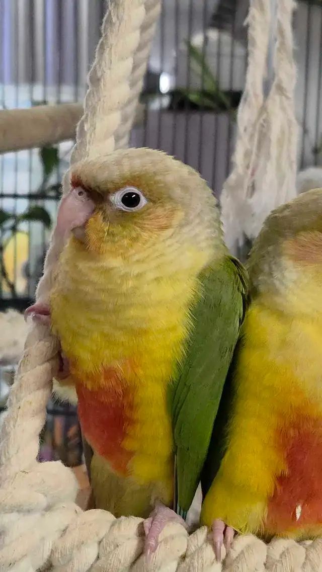 Conures Soleil - Photo 4