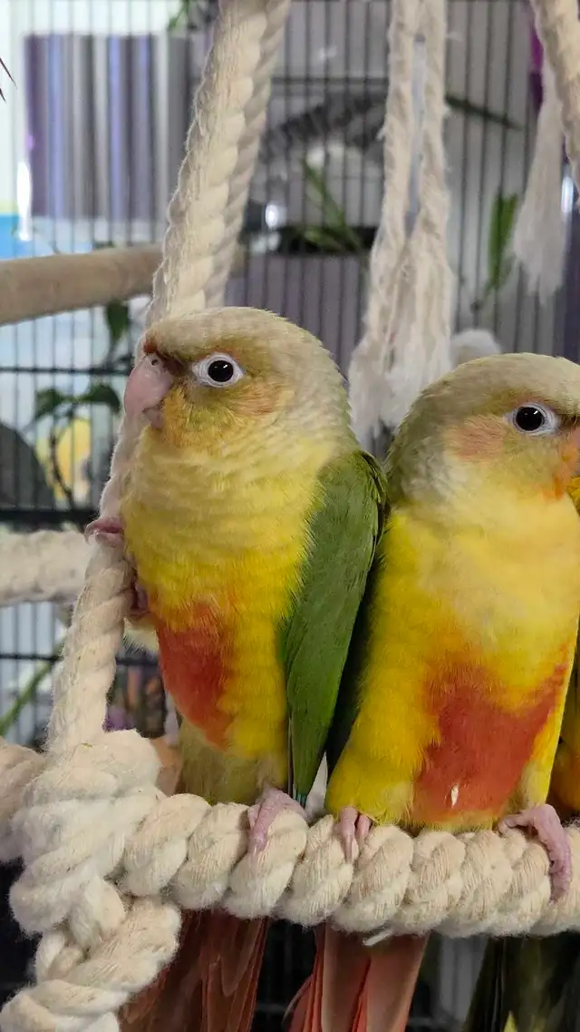 Conures Soleil - Photo 5