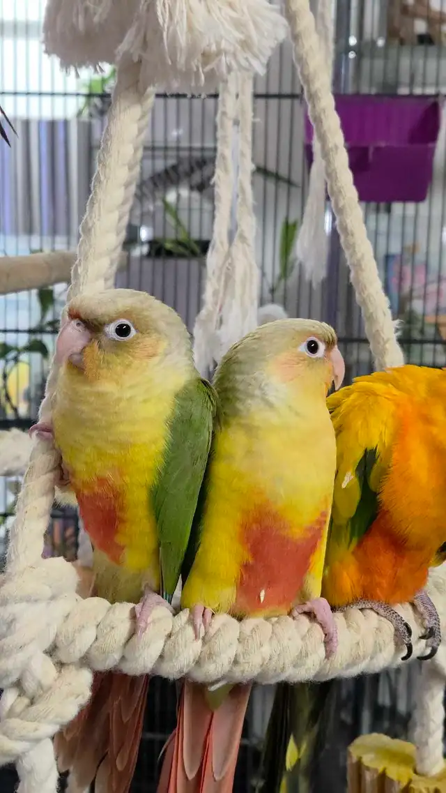 Conures Soleil - Photo 6