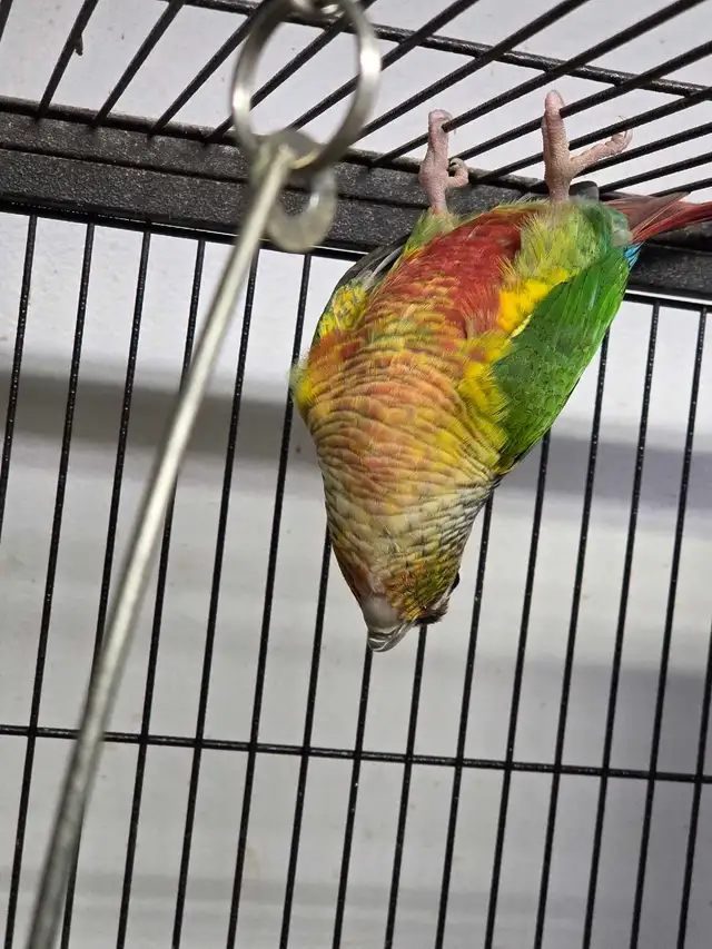 Conures Soleil - Photo 7