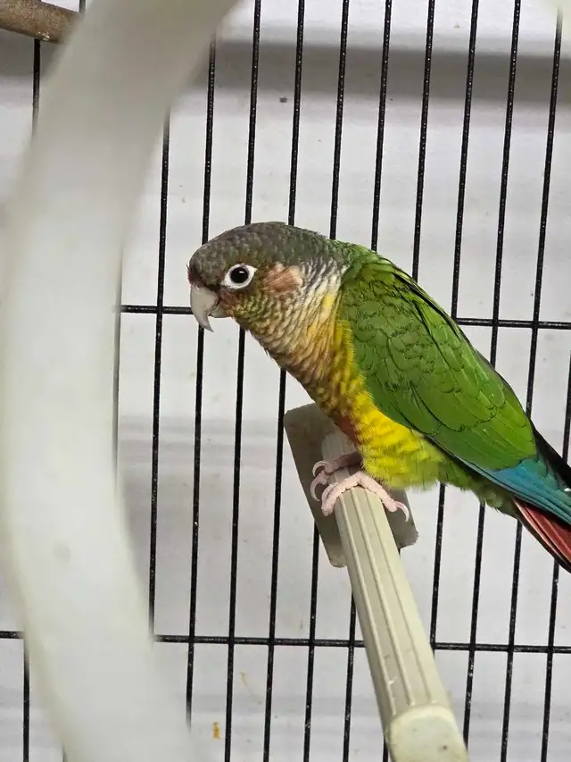Conures Soleil - Photo 8