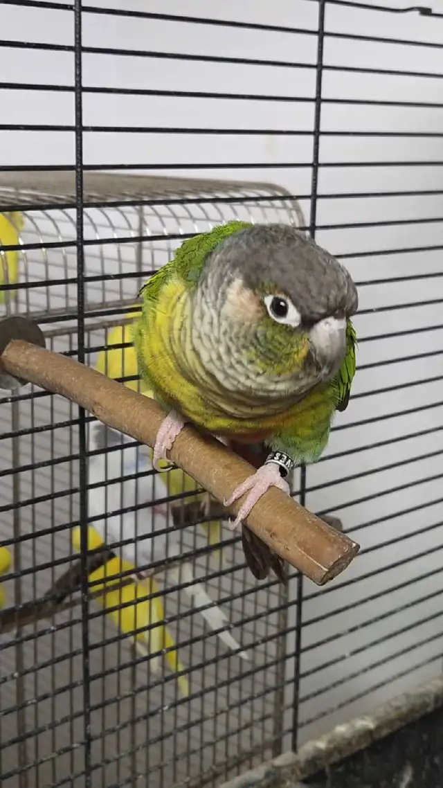 Conures Soleil - Photo 9