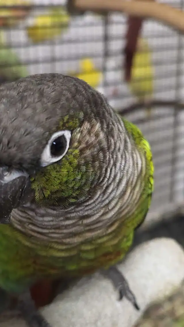 Conures Soleil - Photo 10