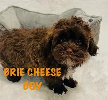 ❤️Shih poo❤️puppies