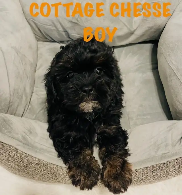 ❤️Shih poo❤️puppies - Photo 2