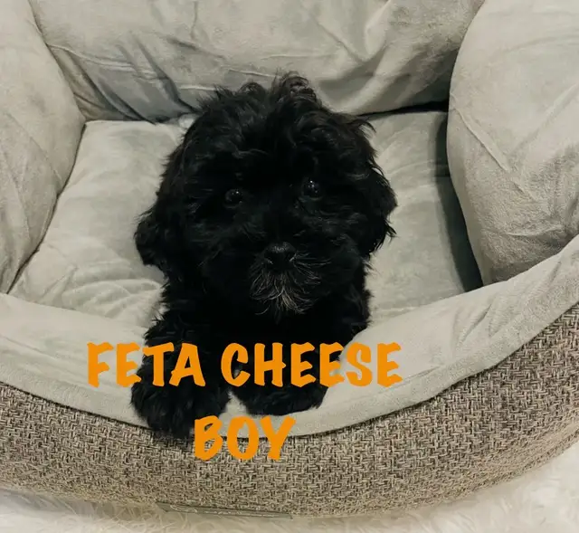 ❤️Shih poo❤️puppies - Photo 3