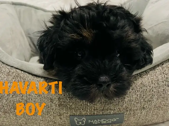 ❤️Shih poo❤️puppies - Photo 4