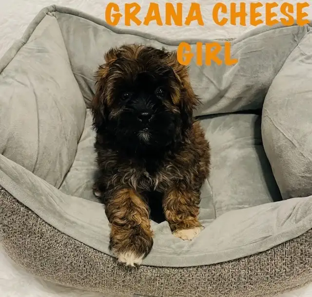 ❤️Shih poo❤️puppies - Photo 5