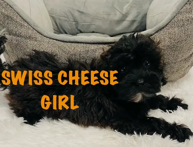 ❤️Shih poo❤️puppies - Photo 6