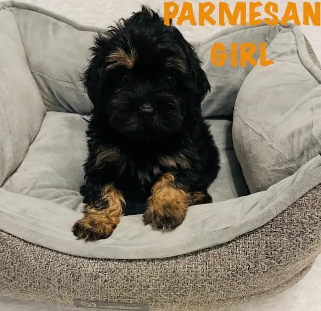 ❤️Shih poo❤️puppies - Photo 7