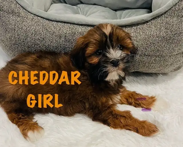 ❤️Shih poo❤️puppies - Photo 8